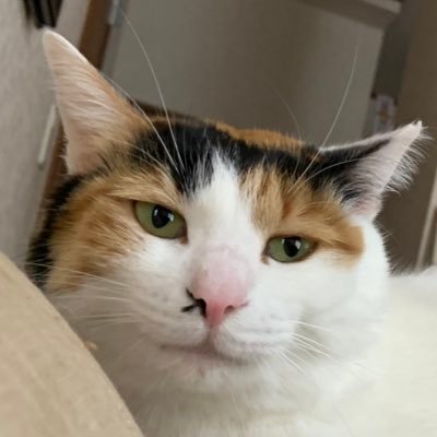 うみうしさんのプロフィール画像