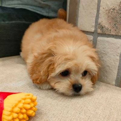 peekapoo_nugget's profile picture. ペキプー（父ペニーズ✕母トイプードル）のナゲットです🐶✨
🎂2023.09.11
🏠2023.12.28
虚無犬だと思ったらとんだおてんば娘になりました♪
管理はママがしています📱🎵