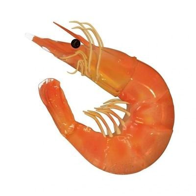 shrimpni Profile Picture