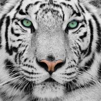 Tiger 💚👮‍♂️(@aro_rojas) 's Twitter Profile Photo