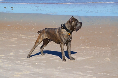 South Florida's ONLY Cane Corso breeder that shows, works dogs, evaluates temperaments AND health tests every single dog!