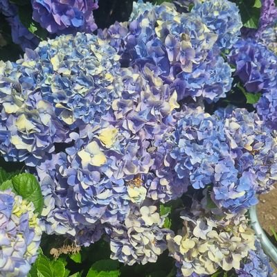 luciane12948393's profile picture. 