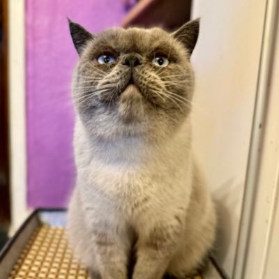 KatyKatball's profile picture. 