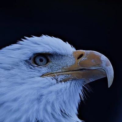 alzin_hamid's profile picture. لاجئ وناشط حقوقي