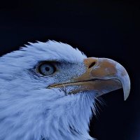 حامد السوداني 🌍 🇸🇩 (@alzin_hamid) 's Twitter Profile