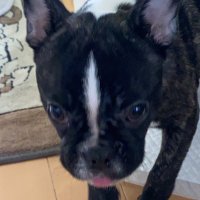 よか息子 (@zvubc5t4l1lam2h) 's Twitter Profile
