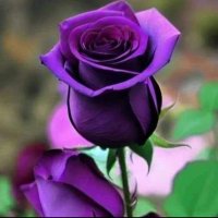 Shazi Sajjad (@shahnaz_sajjad1) 's Twitter Profile