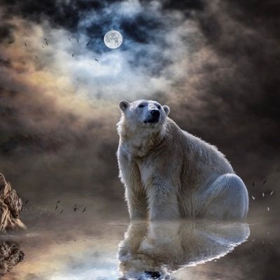 1984polars's profile picture. 