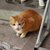_Geronimo (@wchng118681) 's Twitter Profile