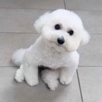 いわし 74 (@iwasi74) 's Twitter Profile