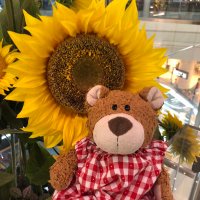 Coco (@springdaisy55) 's Twitter Profile