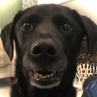 Harley Handsome Pants Jones (@joneslabrador) 's Twitter Profile