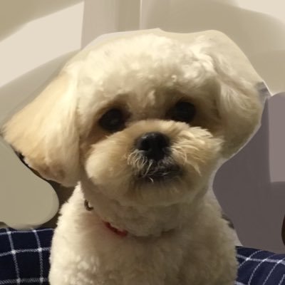 cream_boy_dog's profile picture. ペキプーのころすけです！2023/01/02生まれ
