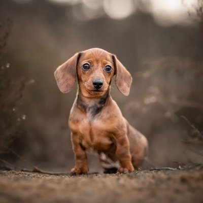 👉 Welcome to #dachshundloverunite
🐶 We share daily #dachshund Contents 
🐾 Follow us @Dachshundunite_