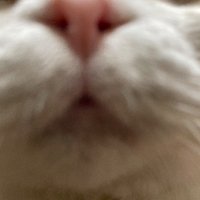 美郷@Miracle_leon (@miracleleo7044) 's Twitter Profile