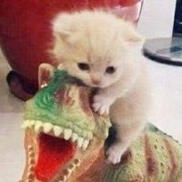 หิวข้าว (@phaimocomus) 's Twitter Profile