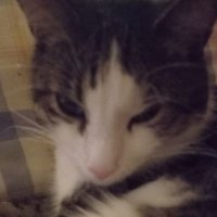 ItzPanda (@pandaitz15) 's Twitter Profile
