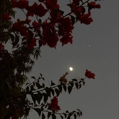 mainamea's profile picture. nothing to see here folks