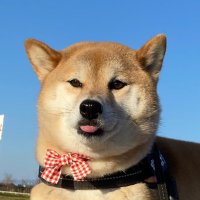 赤柴こはる 岡山生まれおっさん育ち (@pom_dawacan) 's Twitter Profile Photo 赤柴こはる 岡山生まれおっさん育ち (@pom_dawacan) 's Twitter Profile Photo