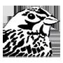 Avifauna Groningen (@avifaunagrunn) 's Twitter Profile Photo Avifauna Groningen (@avifaunagrunn) 's Twitter Profile Photo
