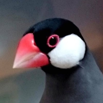 小さな幸せが大好物/モノに対しては器用 人に対しては不器用/好奇心旺盛/多趣味/広島生まれ/文鳥飼い(ユキ0歳)/大型二輪 相棒はZ900RS バイクアカ@nishikazephyr/森の案内人/娘は両耳人工内耳装用/横浜⇔山口往復生活/音楽の趣味は雑多/登山歴5年/登山ログは下記URL↓