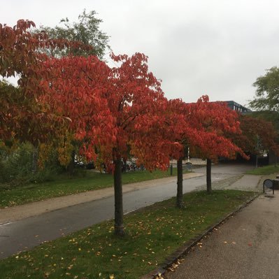 JosemanuelCmx's profile picture. 私は世界中を旅行するのが好きです。私は50か国を訪れました。料理を作るのが好きです