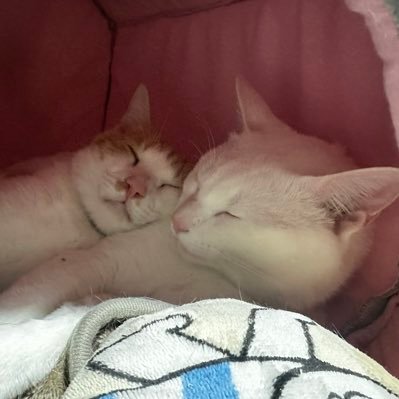 白猫Latte(ラテ) 22.4月生まれ 男の子22.7.17我が家にお迎え🐈とにかく甘えん坊 茶トラ 大虎(たいが) 推定1歳前後 男の子 23.11.16 保護🐈好奇心旺盛 食いしん坊