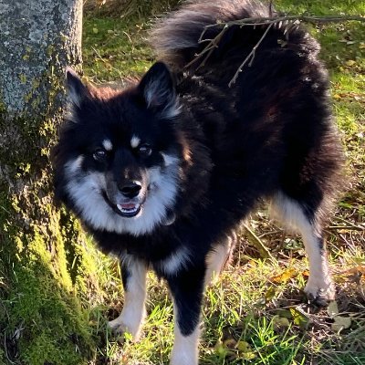 A Finnish Lapphund living in the East Anglian fens. My human posts a picture from my walk every day.
