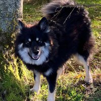 Fenland Lapphund(@FenlandLapphund) 's Twitter Profile Photo