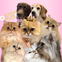 ใใใฏใใณใใกใใชใผ (@macbon_family) 's Twitter Profile Photo ใใใฏใใณใใกใใชใผ (@macbon_family) 's Twitter Profile Photo