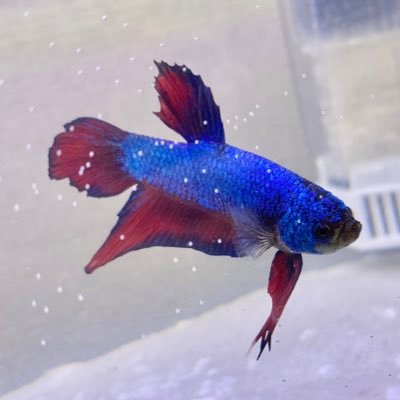Negi_0626's profile picture. ベタスネへ大好き/プロテクトX信者/釣り/水族館/旅行