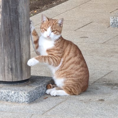 nmkmn_localgovt's profile picture. 政令市で働く20代の地方公務員※ポストの内容はフィクションです。