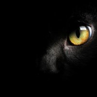 Alleycatfree (@alleycatfree) 's Twitter Profile Photo Alleycatfree (@alleycatfree) 's Twitter Profile Photo