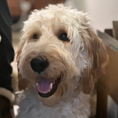 theeemorris's profile picture. 