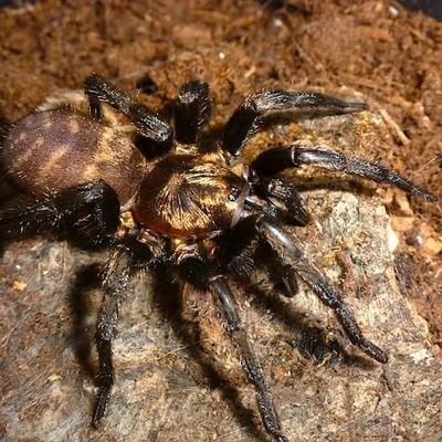 Estudante de bio🌿,
Estagiário em lab. De arachinideos🕷️
estudo taxonomia de aranhas de alçapão da familia Pycnothelidae.