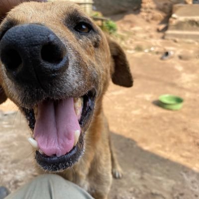 We try our best to care for stray dogs living rough all Uganda. Please kindly give us a follow and support us if you can🙏