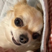 玉子 (@ajitama_12) 's Twitter Profile