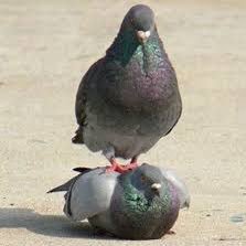 Follow for daily pigeon content🐦🔔