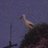RobinOuzman's profile image