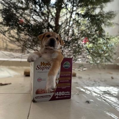 Baluch0_t0b1's profile picture. crack