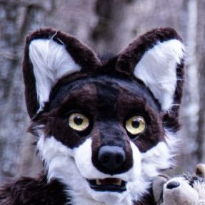 TheMexyWolf Profile Picture