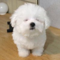 본새🍚 (@bonse_j) 's Twitter Profile