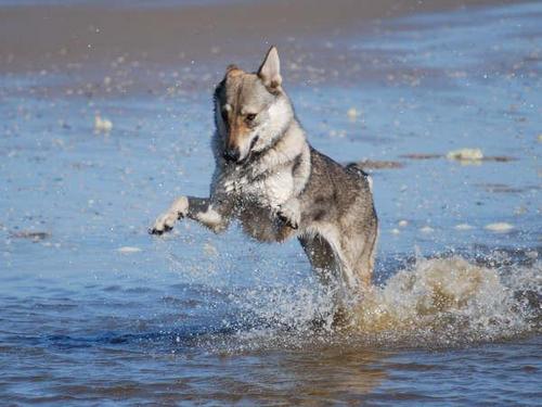 vanGoverwelle's profile picture. Fokker van Duitse Herders en Tsjechoslowaakse Wolfhonden. November 2011 25 jarig jubileum gevierd