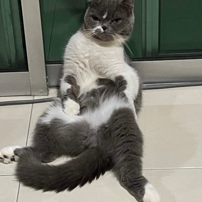 KEKNIS π²πΎπ΅πΈ Profile