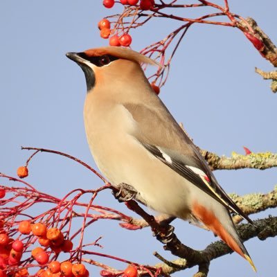 22 year old birder from Liverpool. biological sciences masters student at University of Liverpool. EFC