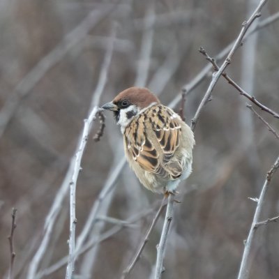 Seasalter birder Profile