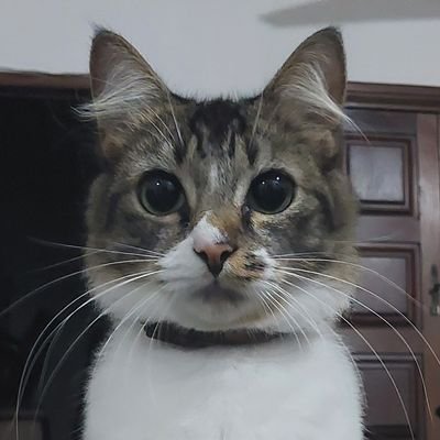 Nala pics and maybe other of my cats, but focused on Nala because shes silly looking