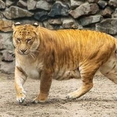 Just your average Lvl 36 Lion Shifter Sorlock. Enjoyer of games, tabletop, books, anime and movies. ADHD, Demi, He/Him, NSFW 🔞 Adult toy reviewer. Minors DNI