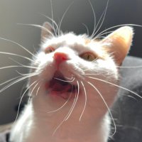 nugget 🧡s dumpling (@lilgoldnnugget) 's Twitter Profile