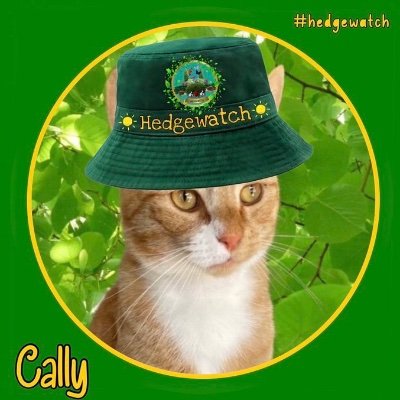 I'm Cally. I adopted Mum in November 2023 after Gus went OTRB. I love zooming, hunting and snuggling. I was born on 20/8/21.